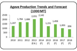 Agave trends