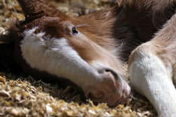 Budweiser baby clydesdale