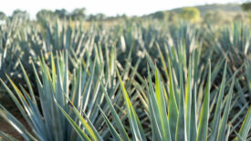 Agave plants